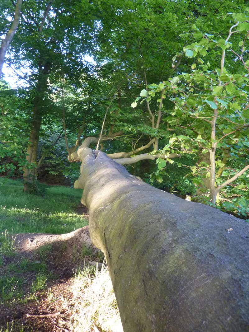 Fallen Tree